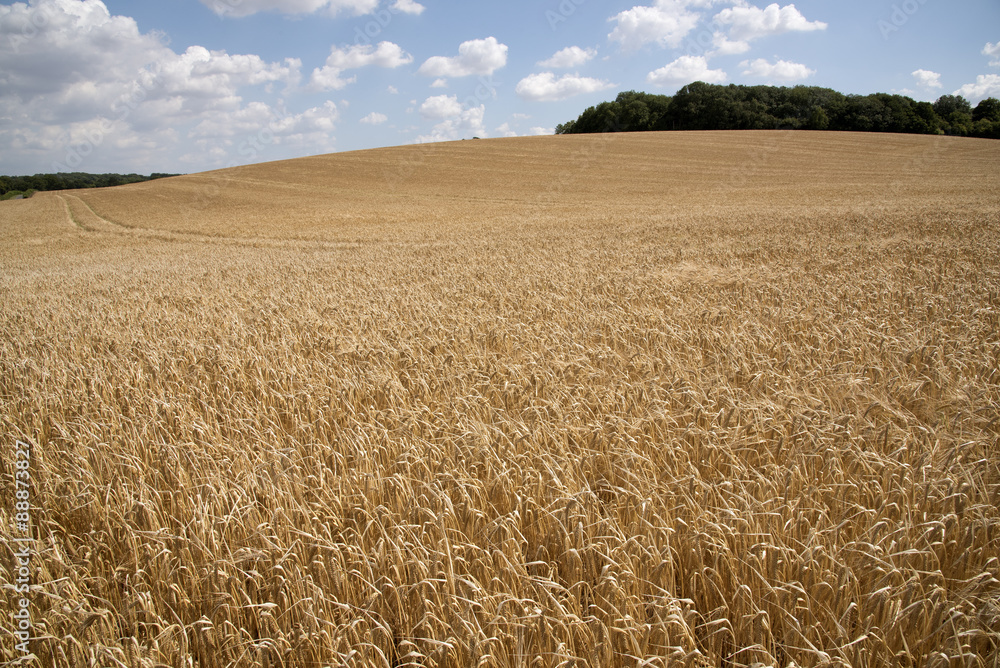 Barley crop growing on a Hampshire farm in southern England UK