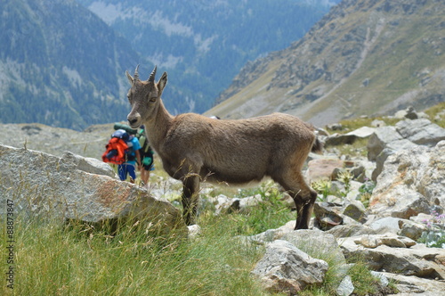 Bouquetin devant des randonneurs