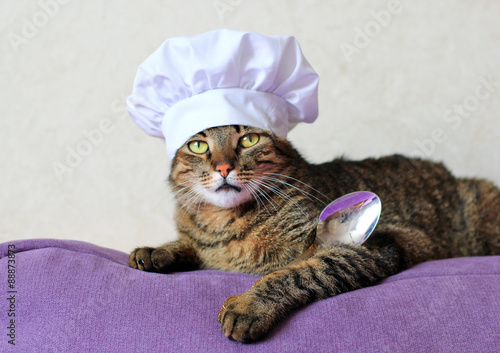 cat vhef wearing a chef hat