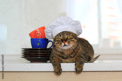 cat vhef wearing a chef hat photo