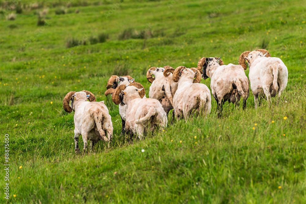 Fototapeta premium Sheep and lambs in the grasslands, Scotland