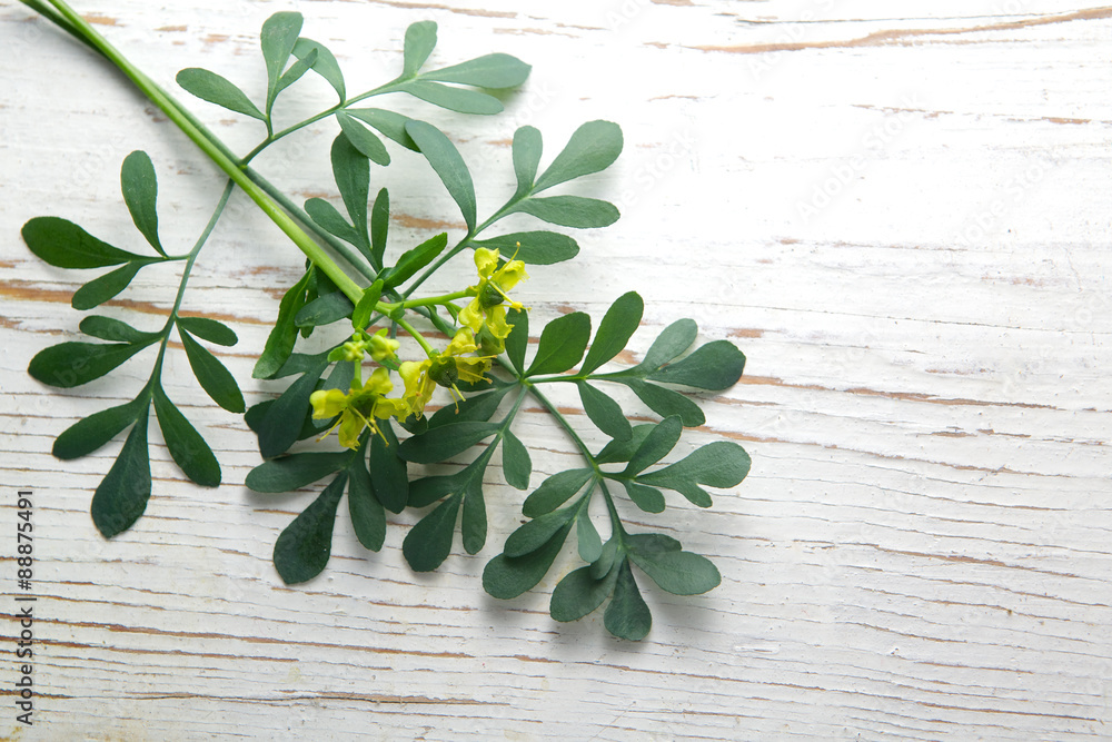 Obraz premium Rue herb plant. Lithuanian traditional plant