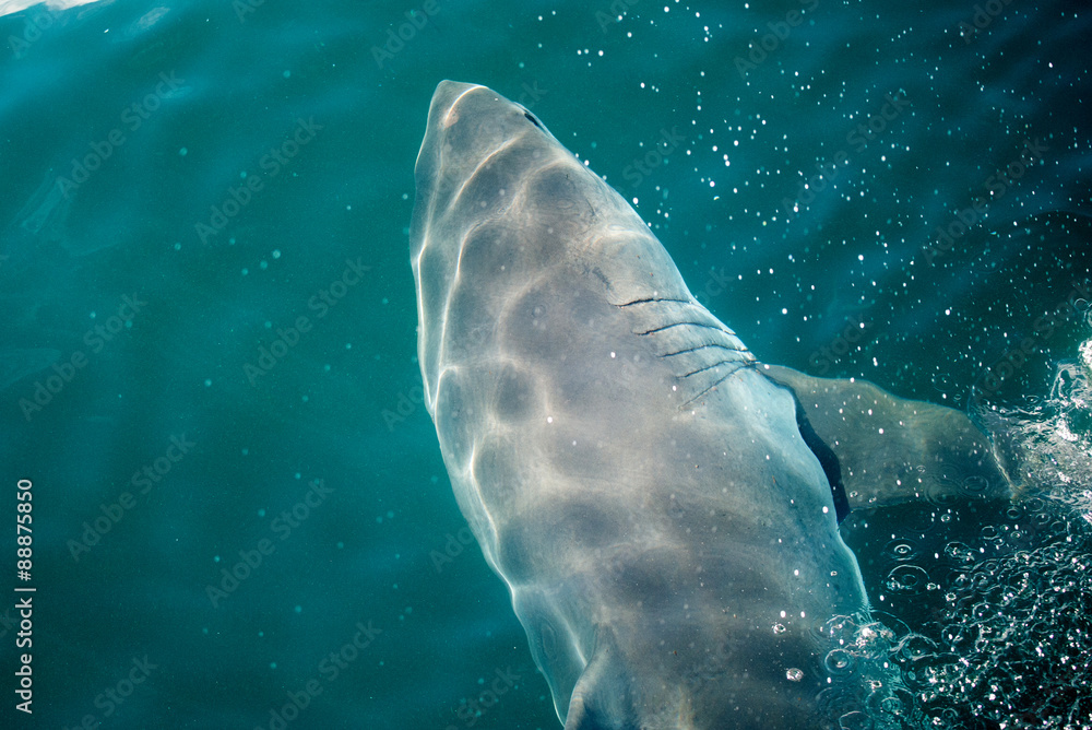 Naklejka premium Great white shark