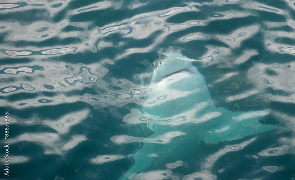 Fototapeta premium Great white shark