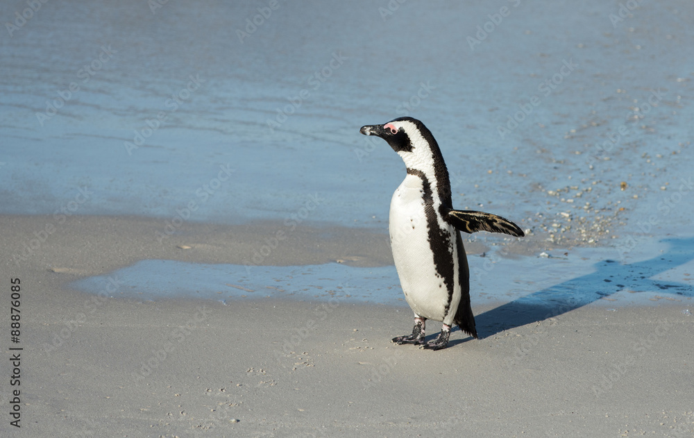 Obraz premium African penguin on the beach