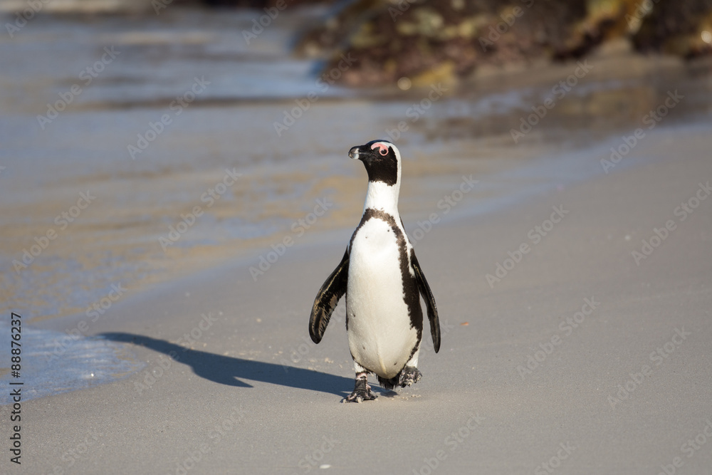 Obraz premium African penguin on the beach