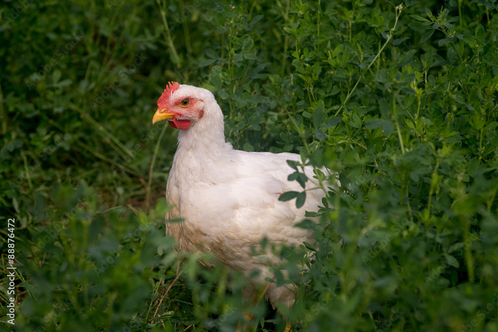 Fototapeta premium Cornish rock