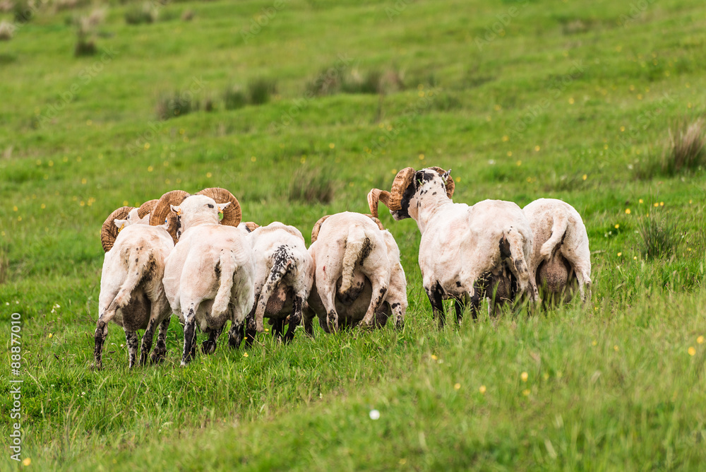 Sheep and lambs in the grasslands, Scotland Sheep and lambs in the grasslands, Scotland