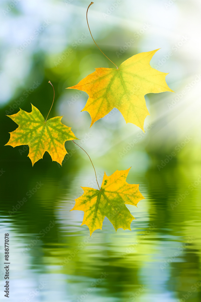 Obraz premium autumn leaves on the water