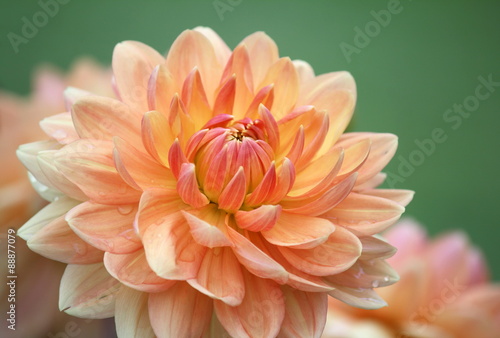 Fototapeta Naklejka Na Ścianę i Meble -  Closeup of a Beautiful Dahlia Flower in Vibrant Colors
