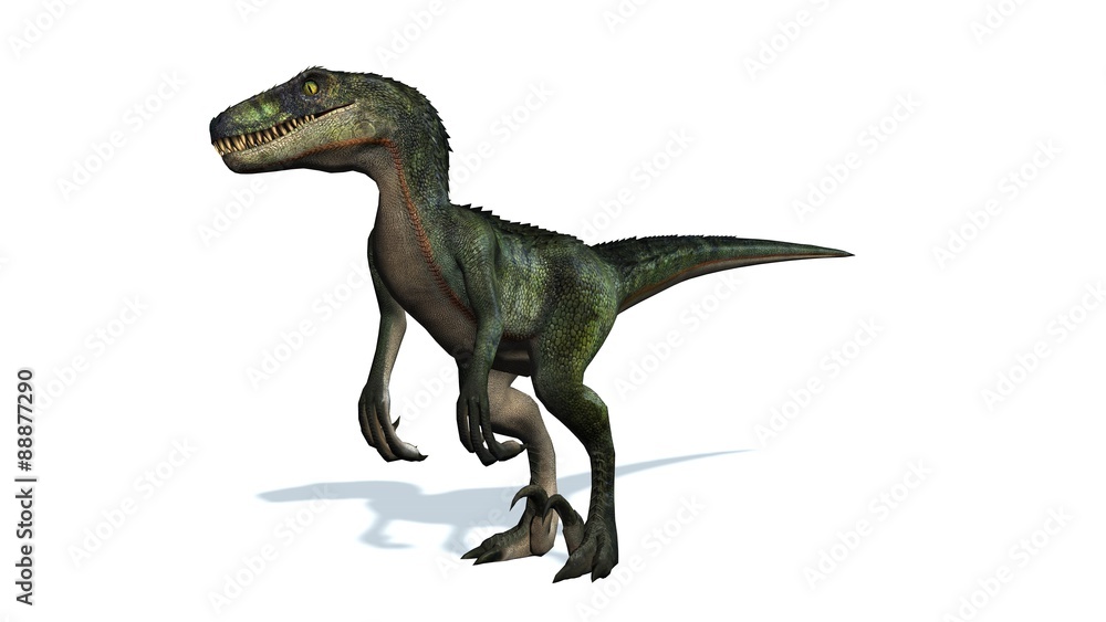Fototapeta premium velociraptor dinosaurs - isolated on white background