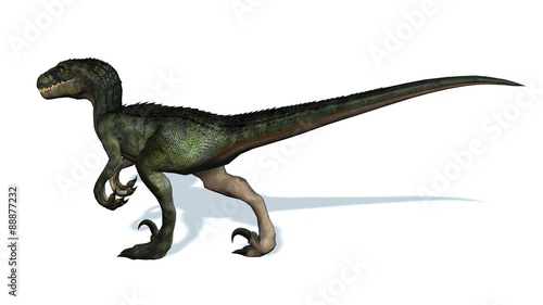 velociraptor dinosaurs - isolated on white background © Riko Best