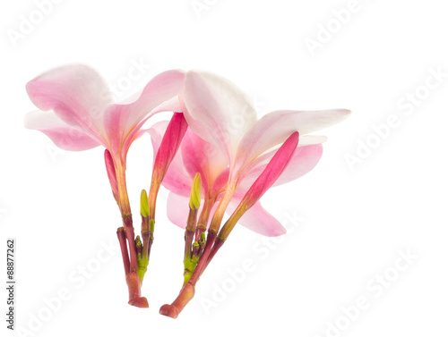 beautiful plumaria flowers on white photo