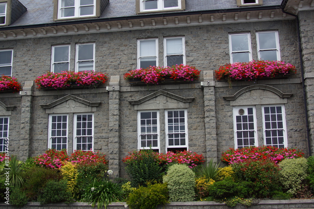 Obraz premium guernsey