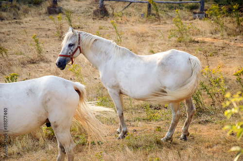 White horse in a farm
