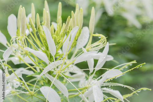 Fototapeta Naklejka Na Ścianę i Meble -  Dewy white flower