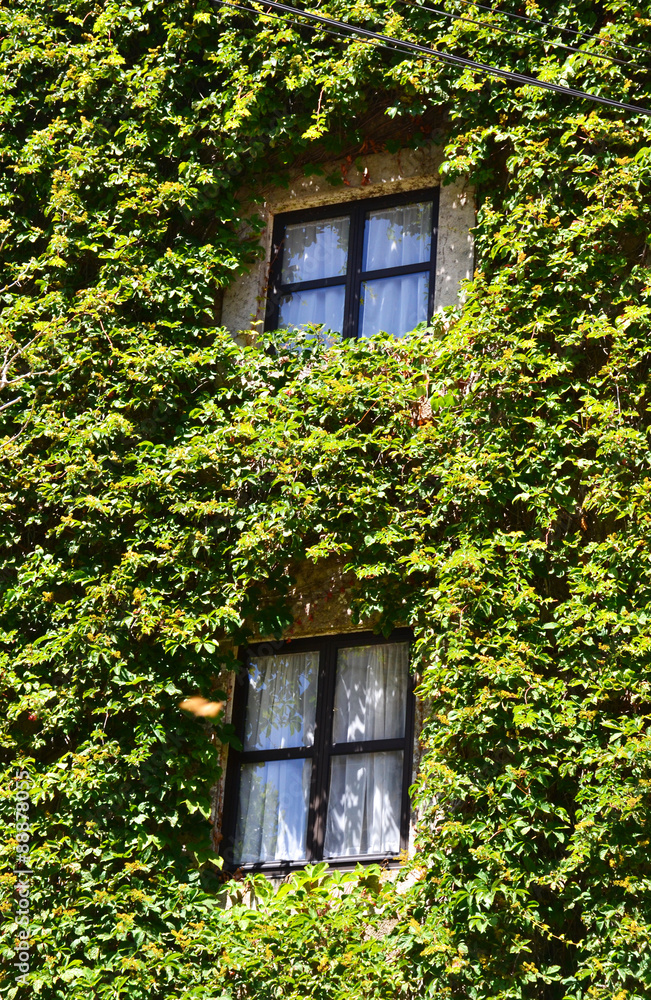 House with windows covered with ivy