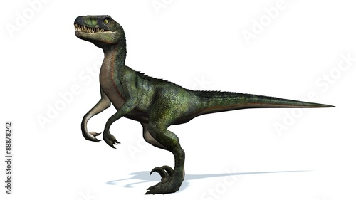 Fototapeta Naklejka Na Ścianę i Meble -  velociraptor dinosaurs - isolated on white background