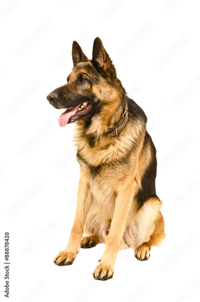 Dog breed German shepherd sitting isolated on white background