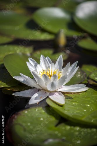 Water lily, lotus flowers in pond