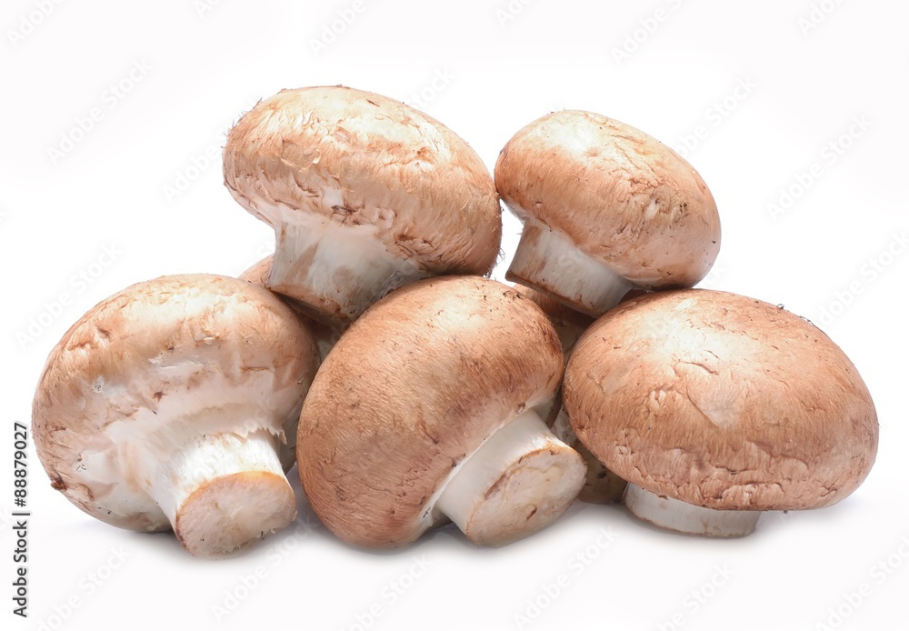 Champignon on white background Champignon on white background