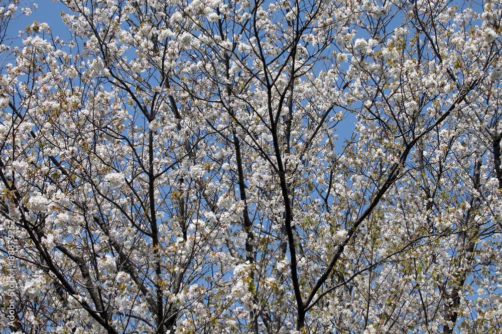 Sakura - cherry blossom in Tokyo,Japan Sakura - cherry blossom in Tokyo,Japan
