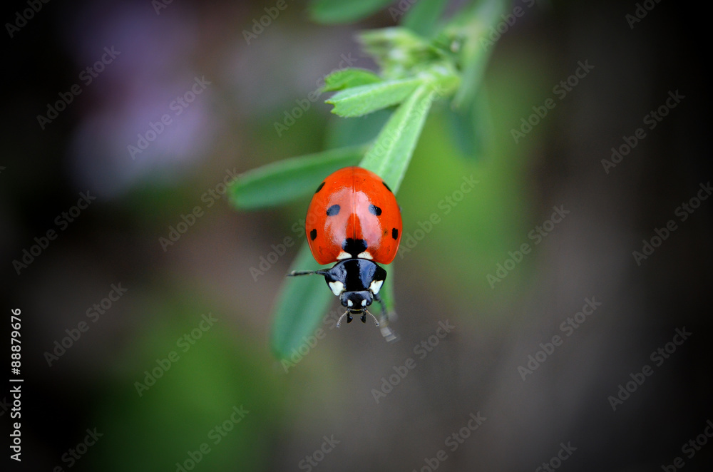 Obraz premium lady bug