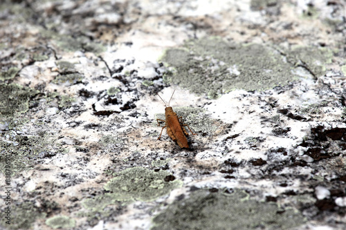 Cricket resting on a big rock
