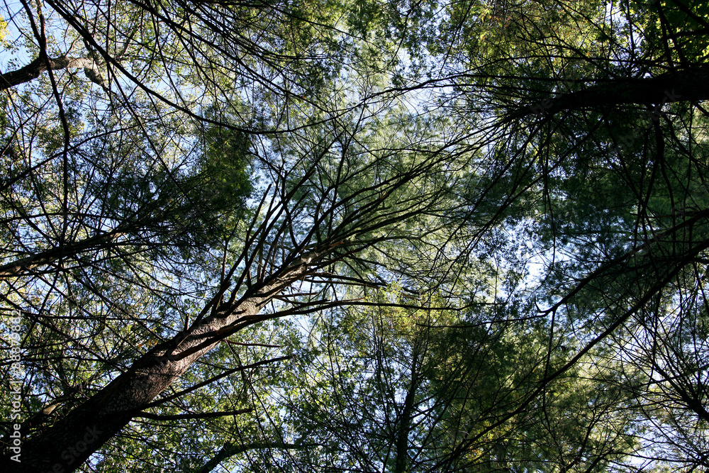 Fototapeta premium Blue sky shining through the pine tree's canopy