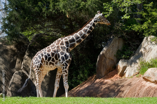 Giraffe Walking Around the Zoo photo