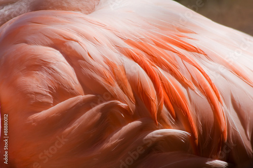 Flamingo Feathers Closeup