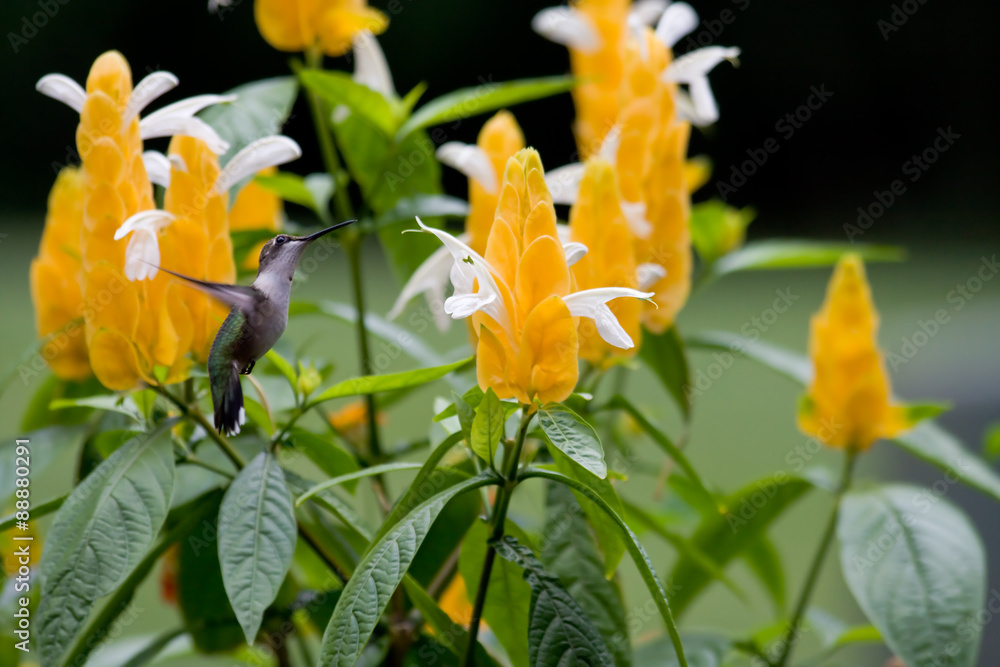 Fototapeta premium Hummingbird at a Yellow Shrimp Plant