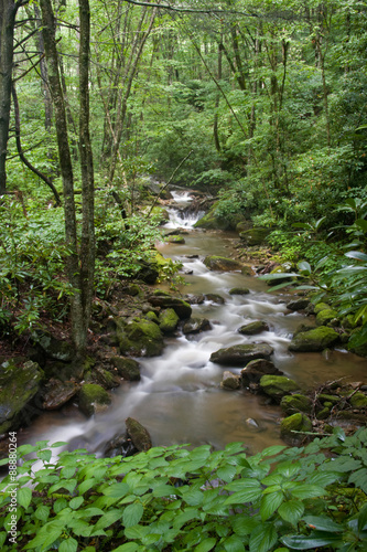 Creek in the Summertime