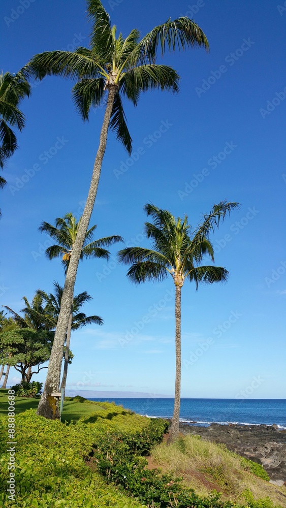 Palm Trees on Maui