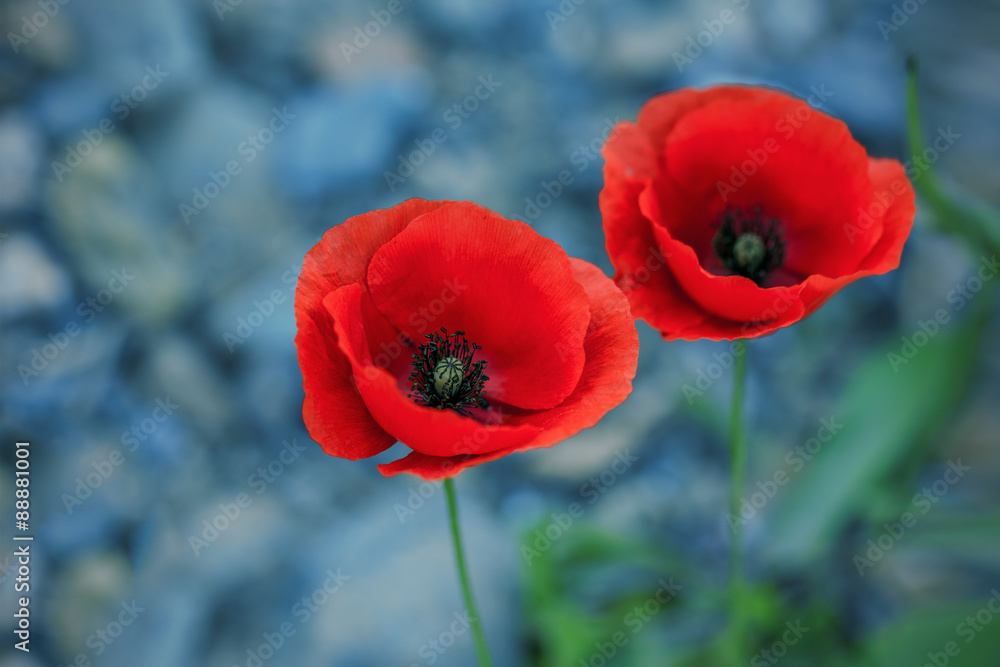 Obraz premium Czerwone maki
