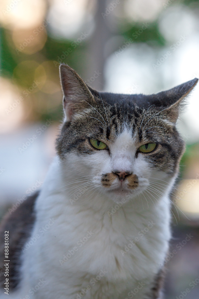 こちらを見るのらねこ こちらを見るのらねこ