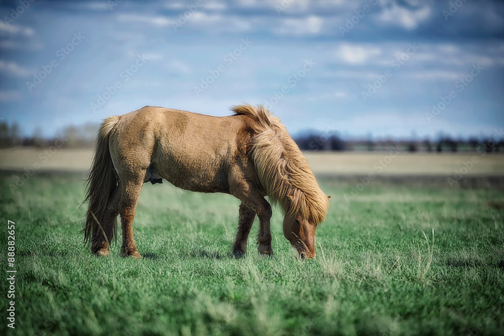 Fotografija Ranch horse