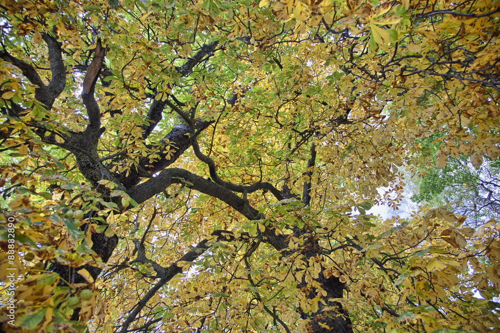 Autumn colors in Zell am See, Austria Autumn colors in Zell am See, Austria