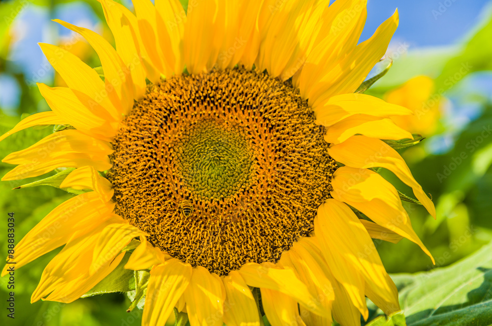 close-up of a sunflower