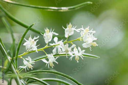 Shatavari (Asparagus racemosus Willd.) Flowers  , Herbal plant. photo