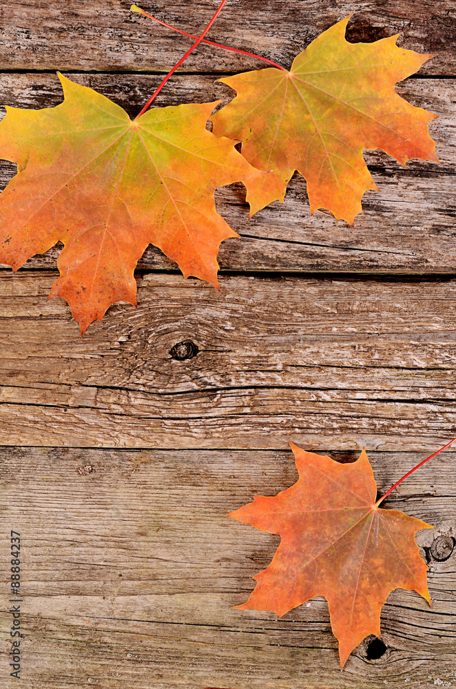 Obraz premium Autumn maple leaves on wooden background