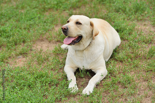 Labrador dog portrait