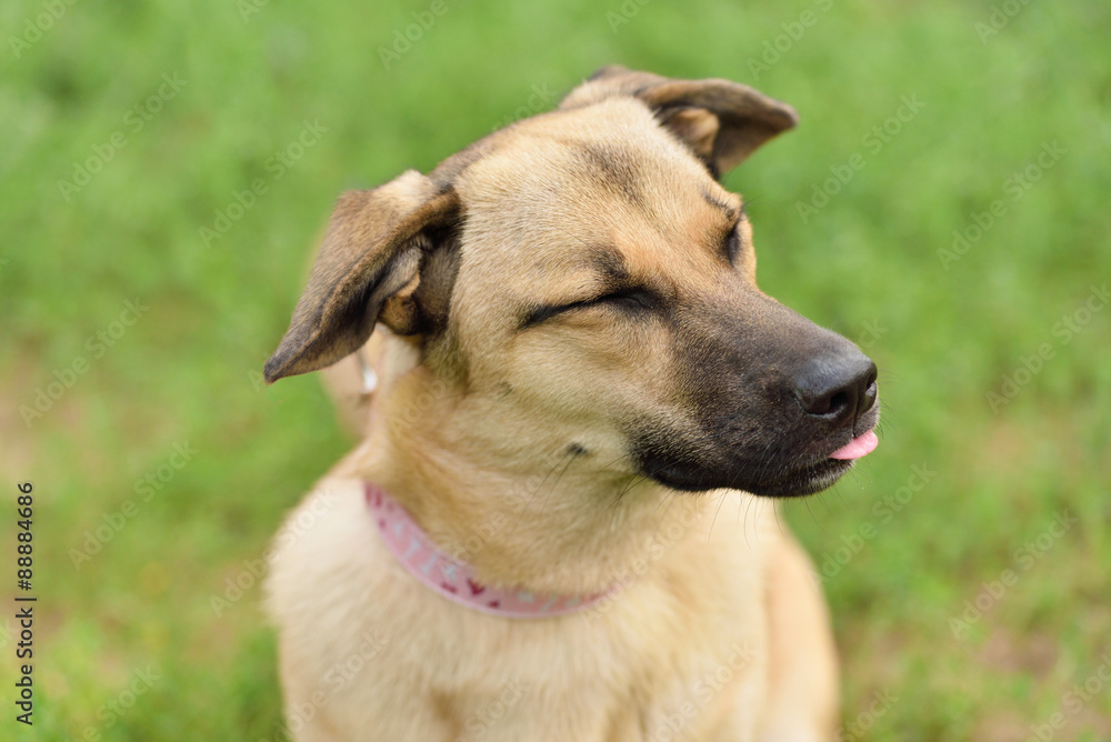 Happy dog closeup portrait