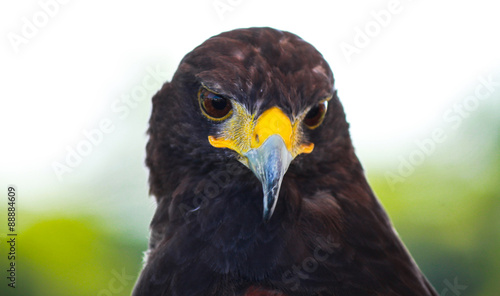 falcon
