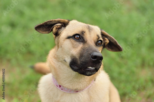Happy dog closeup portrait