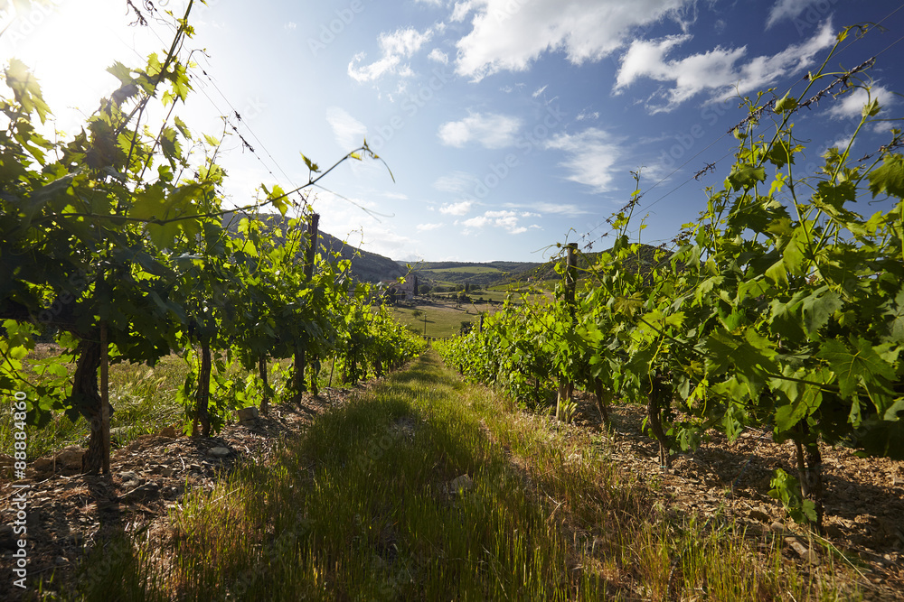 Landscape with green vineyards and Mountains at background