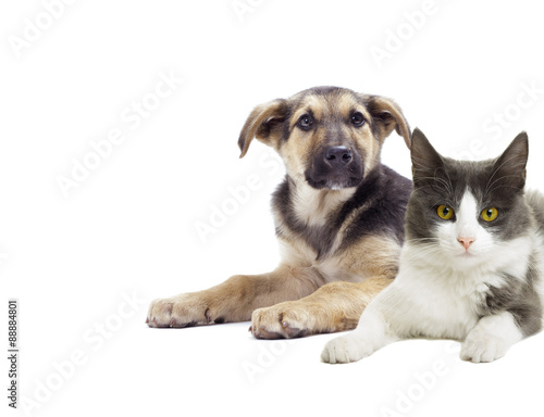 Fototapeta Naklejka Na Ścianę i Meble -  puppy and kitten looking