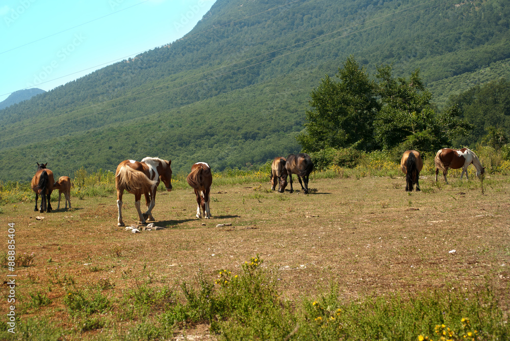 Herd of wild horses