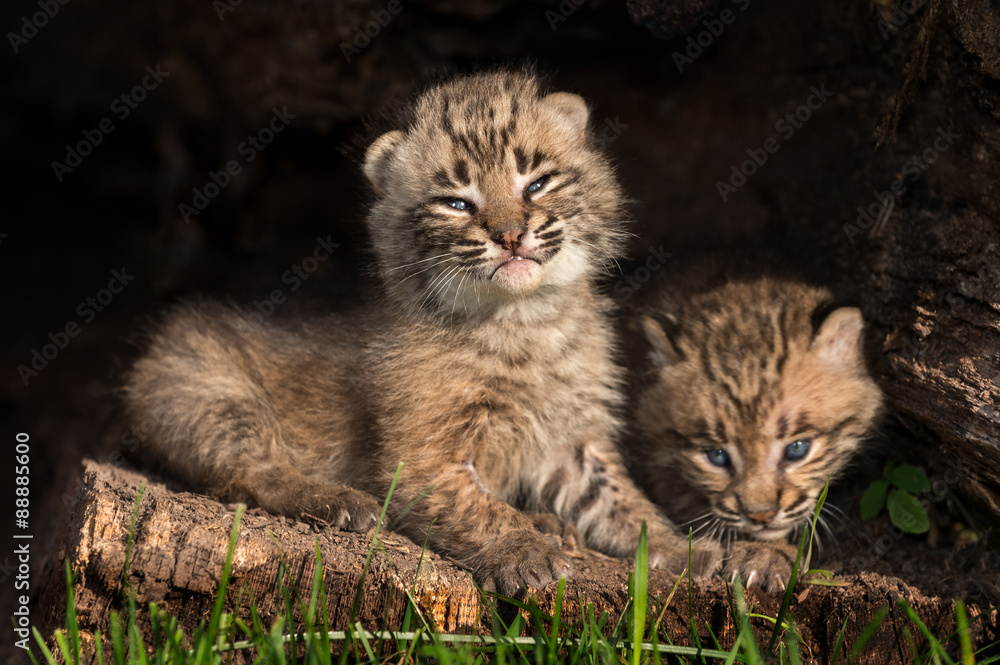 Baby Bobcat Kittens (Lynx rufus) in Hollow Log Baby Bobcat Kittens (Lynx rufus) in Hollow Log