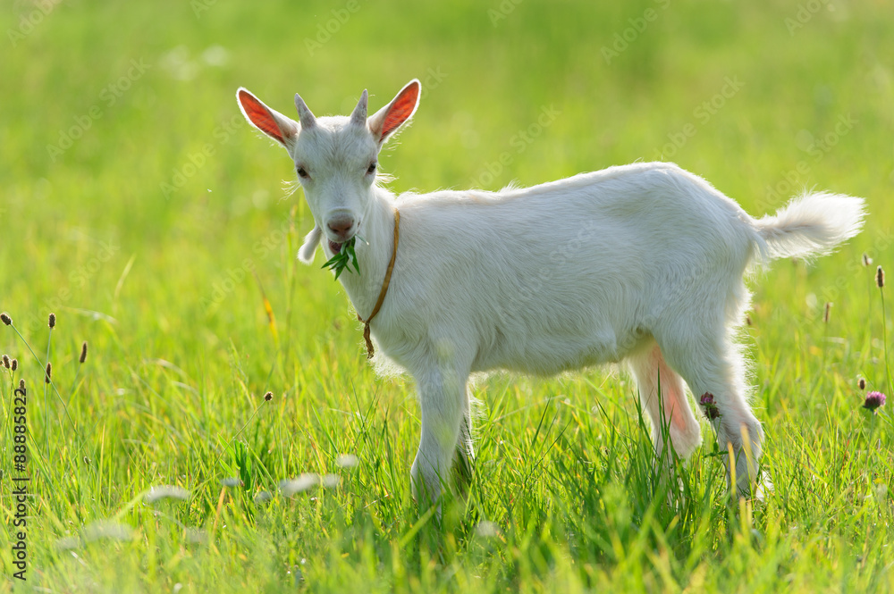 Fototapeta premium goatling
